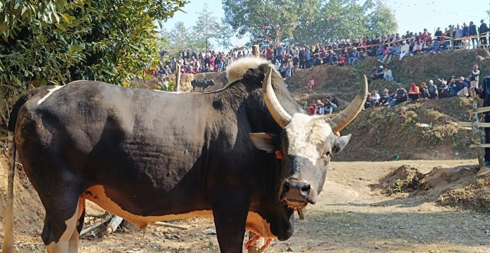 धनकुटामा जुधाउन नुवाकोटबाट डेढ लाखको गाेरु