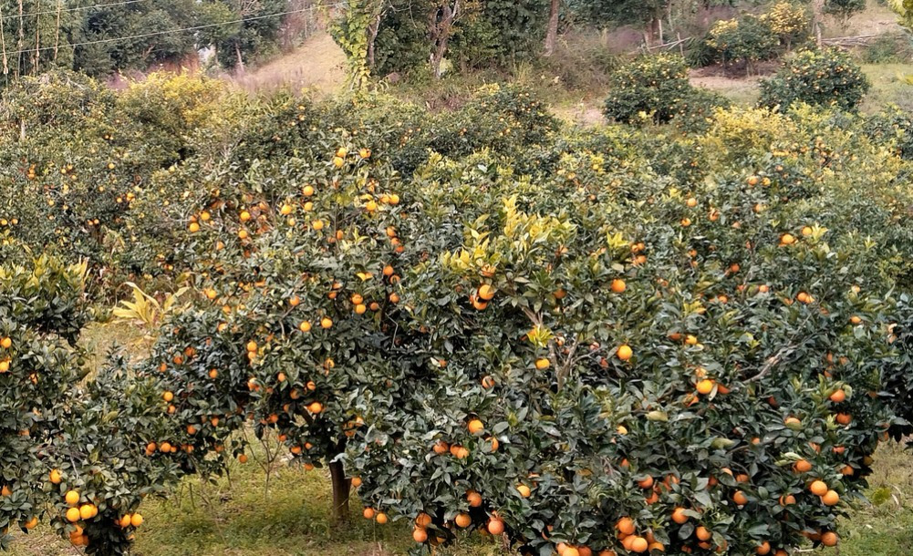 राम्रो मूल्यको आसमा बोटमै छन् जुनार र सुन्तला