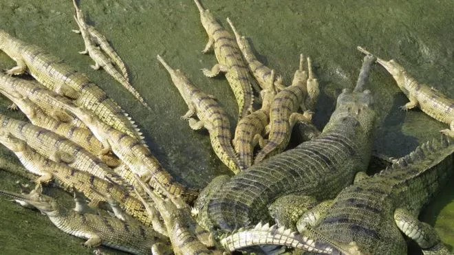 राप्ती नदीमा भेटियो १७ घडियालको गुँड