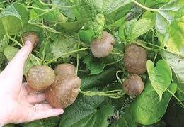 जंगली भ्याकुर खाँदा बागलुङमा एक महिलाको मृत्यु, आठ जना बिरामी