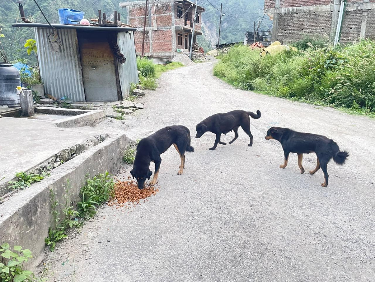 भोटेकोशी बाढी प्रभावित कुकुरलाई खाना खुवाइयो