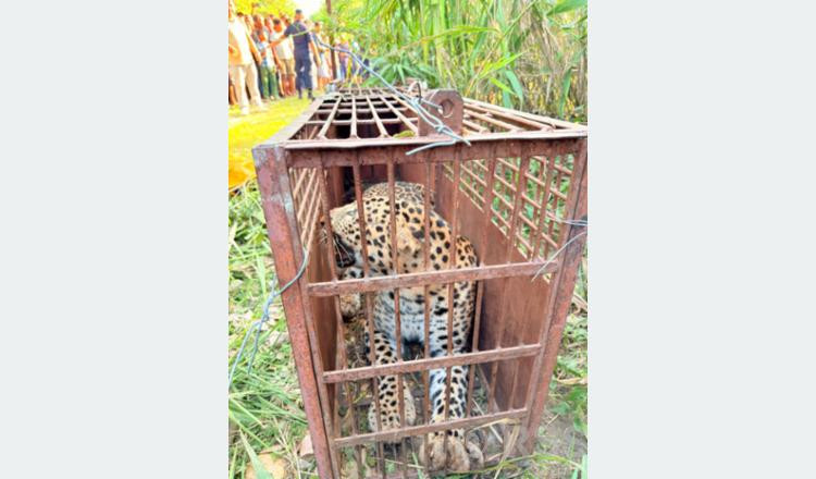 मान्छे मार्ने चितुवा नियन्त्रणमा